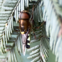 Odontomyia hunteri (Soldier fly) at Queanbeyan East, NSW - 15 Jan 2024 by Hejor1