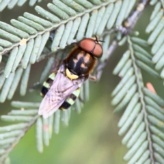 Odontomyia hunteri at QPRC LGA - 15 Jan 2024