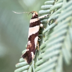 Macrobathra desmotoma ( A Cosmet moth) at Queanbeyan East, NSW - 15 Jan 2024 by Hejor1