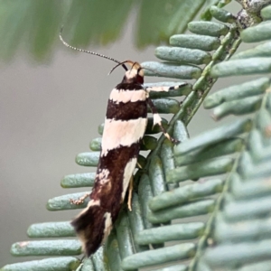 Macrobathra desmotoma at QPRC LGA - 15 Jan 2024