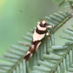 Macrobathra desmotoma at QPRC LGA - 15 Jan 2024