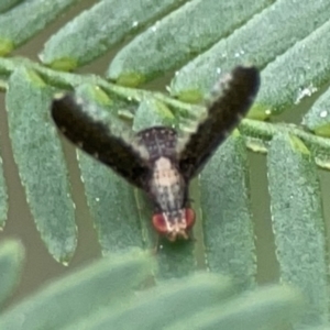 Trypetisoma digitatum at QPRC LGA - 15 Jan 2024