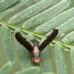 Trypetisoma digitatum at QPRC LGA - 15 Jan 2024