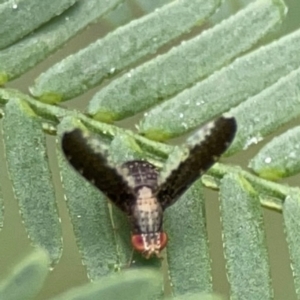 Trypetisoma digitatum at QPRC LGA - 15 Jan 2024