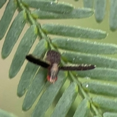 Trypetisoma digitatum at QPRC LGA - 15 Jan 2024