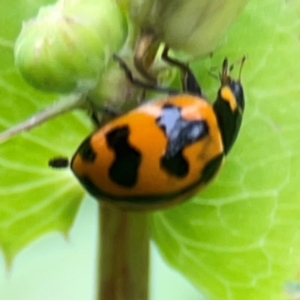 Coccinella transversalis at QPRC LGA - 15 Jan 2024