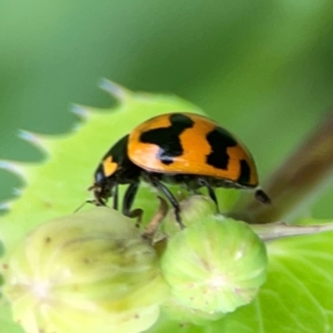 Coccinella transversalis at QPRC LGA - 15 Jan 2024