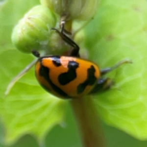 Coccinella transversalis at QPRC LGA - 15 Jan 2024