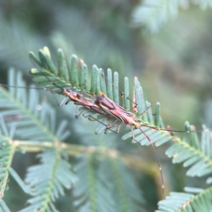Rayieria acaciae (Acacia-spotting bug) at Queanbeyan East, NSW - 15 Jan 2024 by Hejor1