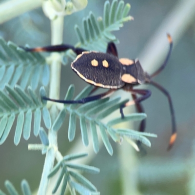 Mictis profana (Crusader Bug) at Queanbeyan East, NSW - 15 Jan 2024 by Hejor1