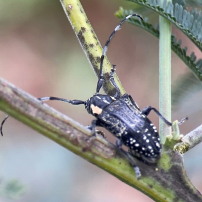 Ancita crocogaster (Longhorn or Longicorn beetle) at QPRC LGA - 15 Jan 2024 by Hejor1
