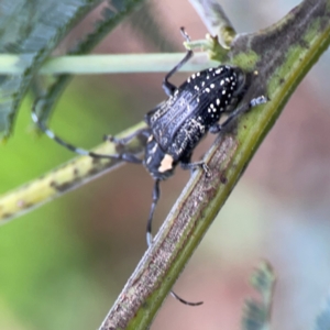 Ancita crocogaster at QPRC LGA - 15 Jan 2024