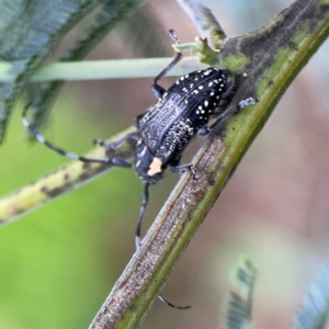 Ancita crocogaster at QPRC LGA - 15 Jan 2024