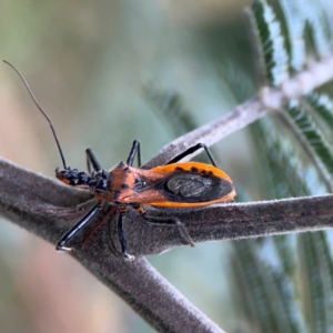 Gminatus australis at QPRC LGA - 15 Jan 2024