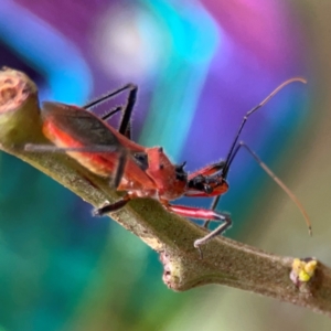 Gminatus australis at QPRC LGA - 15 Jan 2024