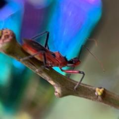 Gminatus australis at QPRC LGA - 15 Jan 2024