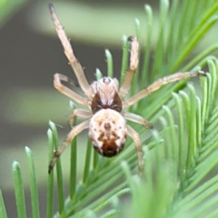 Salsa fuliginata (Sooty Orb-weaver) at Queanbeyan East, NSW - 15 Jan 2024 by Hejor1