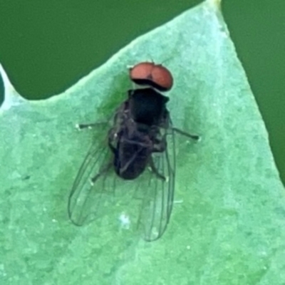 Lindneromyia sp. (Flat-footed fly) at QPRC LGA - 15 Jan 2024 by Hejor1