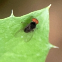 Lindneromyia sp. at QPRC LGA - 15 Jan 2024