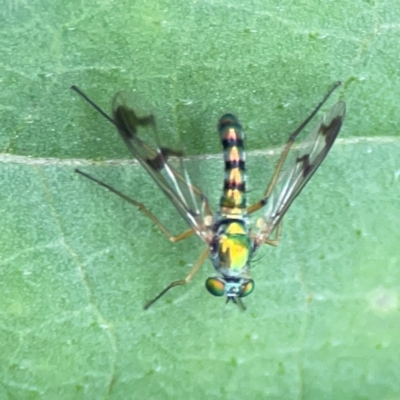 Heteropsilopus sp. (genus) (A long legged fly) at Queanbeyan East, NSW - 15 Jan 2024 by Hejor1