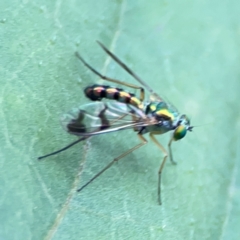 Heteropsilopus sp. (genus) at QPRC LGA - 15 Jan 2024