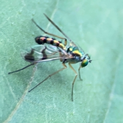 Heteropsilopus sp. (genus) at QPRC LGA - 15 Jan 2024