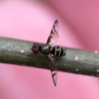 Platystomatidae (family) (Unidentified signal fly) at QPRC LGA - 15 Jan 2024 by Hejor1