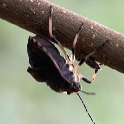 Platycoris rotundatus (A shield bug) at Queanbeyan East, NSW - 15 Jan 2024 by Hejor1