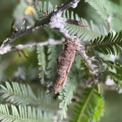 Trigonocyttara clandestina at QPRC LGA - 15 Jan 2024