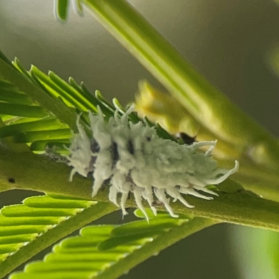 Cryptolaemus montrouzieri (Mealybug ladybird) at Queanbeyan East, NSW - 15 Jan 2024 by Hejor1