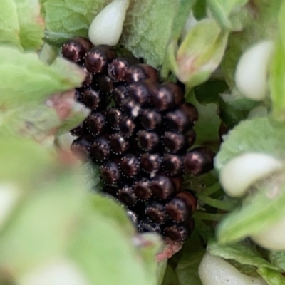 Asopinae sp. (Subfamily) (A predatory stink bug) at Queanbeyan East, NSW - 15 Jan 2024 by Hejor1