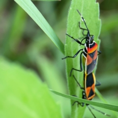 Dindymus versicolor (Harlequin Bug) at QPRC LGA - 15 Jan 2024 by Hejor1