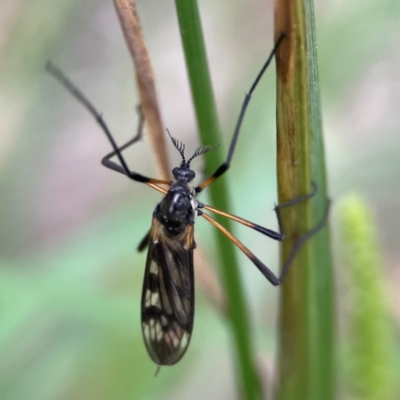 Gynoplistia (Gynoplistia) bella (A crane fly) at Queanbeyan East, NSW - 15 Jan 2024 by Hejor1