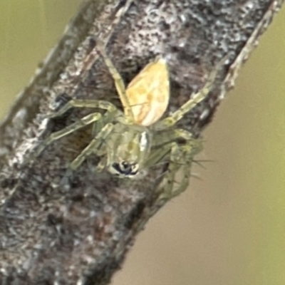 Oxyopes sp. (genus) (Lynx spider) at QPRC LGA - 15 Jan 2024 by Hejor1
