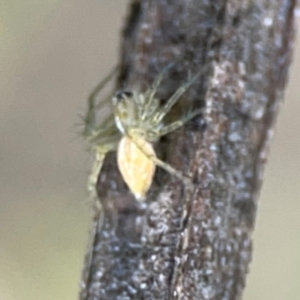 Oxyopes sp. (genus) at QPRC LGA - 15 Jan 2024