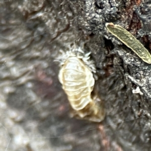 Coccinellidae (family) at QPRC LGA - 15 Jan 2024