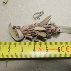 Lomera (genus) at Vincentia, NSW - suppressed