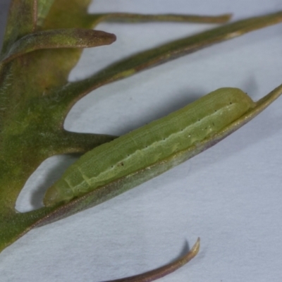 Dusona sp. (genus) (A Campopleginae Parasitic Wasp) at Higgins, ACT - 5 Jan 2024 by AlisonMilton