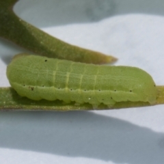 Dusona sp. (genus) at Higgins, ACT - 5 Jan 2024