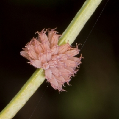 Paropsis atomaria (Eucalyptus leaf beetle) at The Pinnacle - 12 Jan 2024 by AlisonMilton