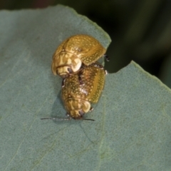 Paropsisterna cloelia (Eucalyptus variegated beetle) at Hawker, ACT - 11 Jan 2024 by AlisonMilton