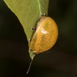 Paropsisterna cloelia at The Pinnacle - 12 Jan 2024