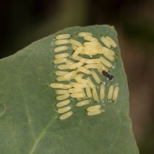 Paropsisterna cloelia at The Pinnacle - 12 Jan 2024