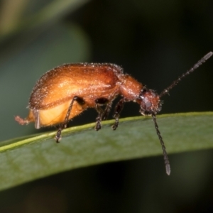 Ecnolagria grandis at The Pinnacle - 12 Jan 2024