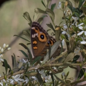 Junonia villida at The Pinnacle - 12 Jan 2024 09:13 AM