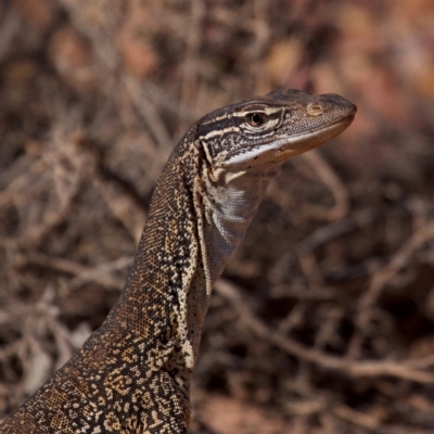 Unidentified Monitor or Gecko at Eromanga, QLD - 2 Oct 2023 by Katbirfdsnaps