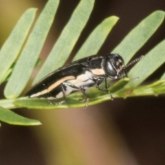 Agrilus hypoleucus (Hypoleucus jewel beetle) at Hawker, ACT - 12 Jan 2024 by AlisonMilton