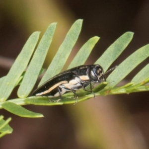 Agrilus hypoleucus at The Pinnacle - 12 Jan 2024