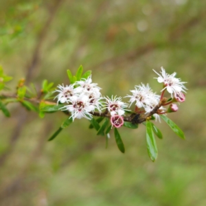 Kunzea ericoides at Tinderry, NSW - 15 Jan 2024 03:59 PM