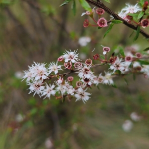 Kunzea ericoides at Tinderry, NSW - 15 Jan 2024 03:59 PM